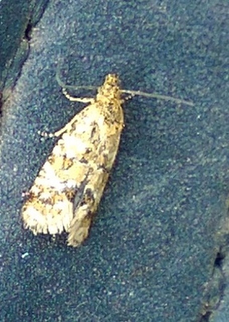 Aethes williana - gyopár-fúrómoly