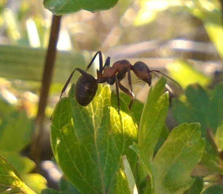 Formica pratensis - réti vöröshangya