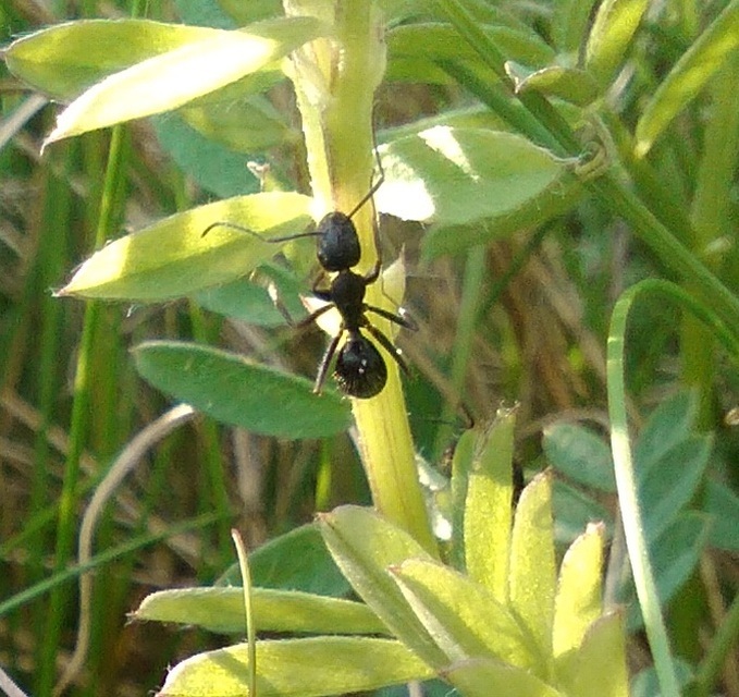Camponotus vagus - fekete lóhangya