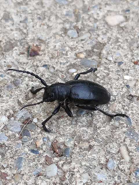 Dorcadion aethiops - fekete gyalogcincér
