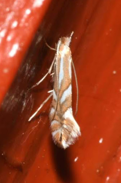 Phyllonorycter