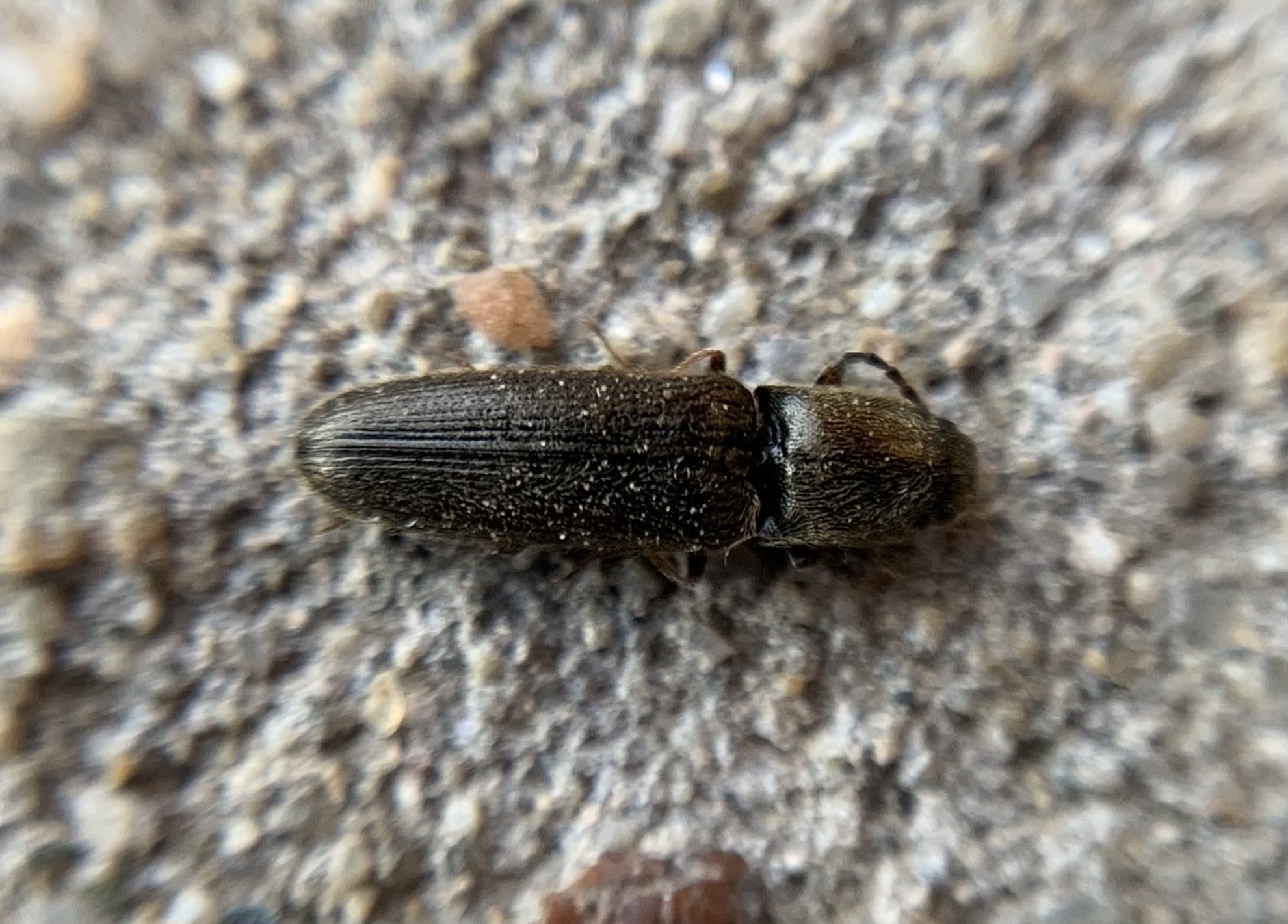 Nothodes parvulus - bronzos bokorpattanó