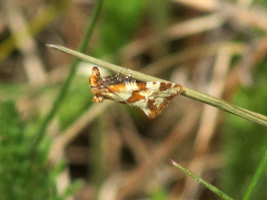 Aethes hartmanniana - ördögszem-fúrómoly