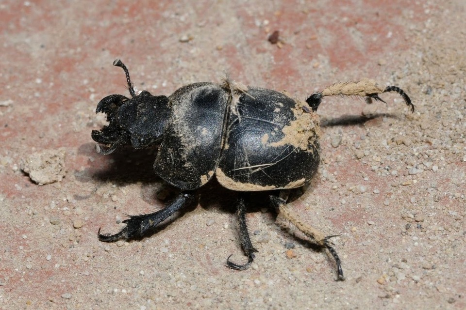 Lethrus apterus - nagyfejű csajkó