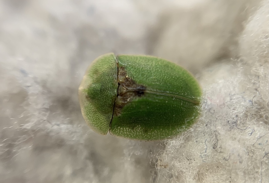 Cassida rubiginosa - lapos pajzsbogár Cassida rubiginosa - lapos pajzsbogár