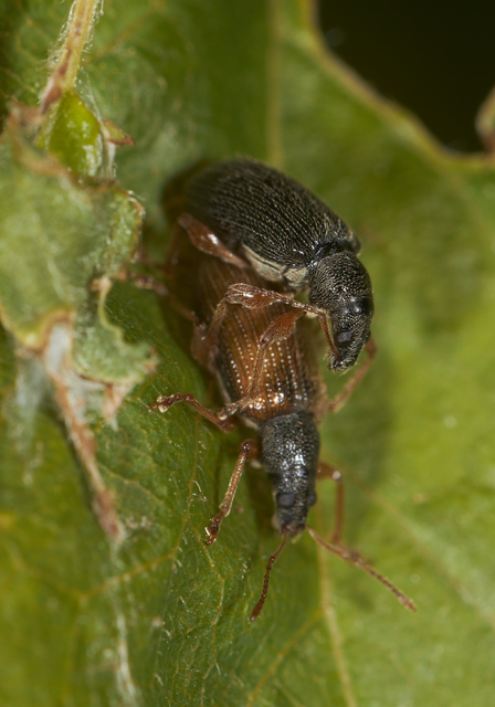 Phyllobius oblongus - közönséges levélormányos