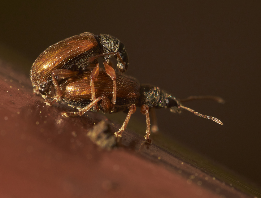 Phyllobius oblongus - közönséges levélormányos
