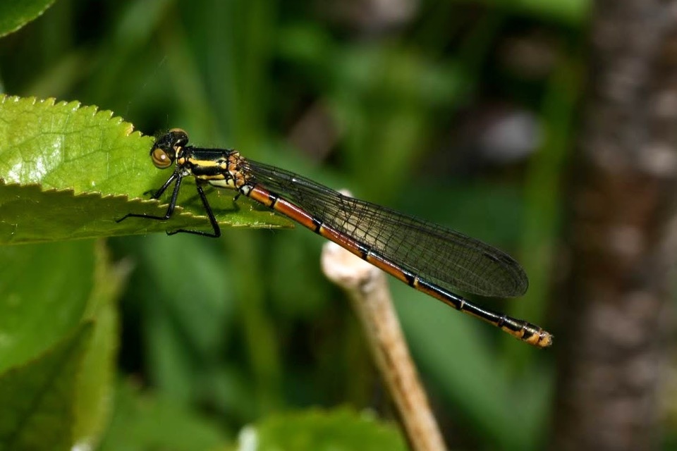 Pyrrhosoma nymphula interposita - vörös légivadász