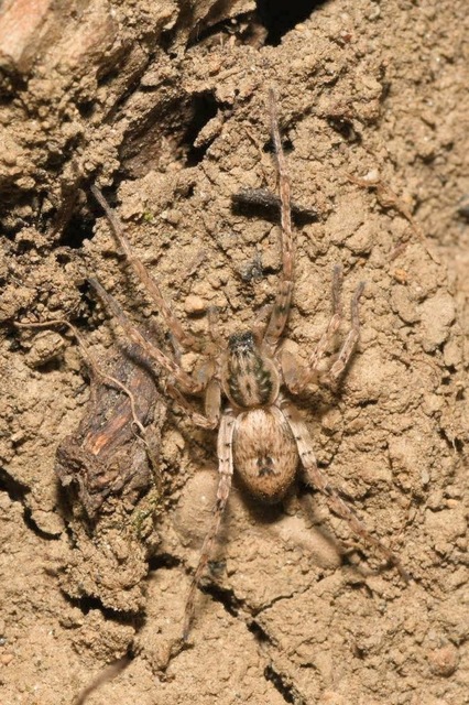 Anyphaena accentuata - jegyespók