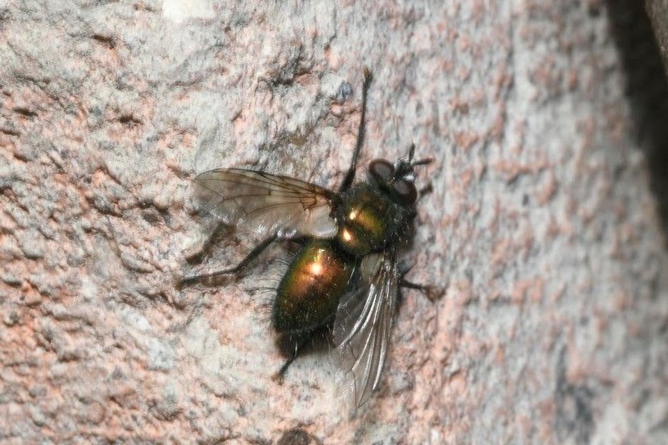 Gymnocheta viridis - aranyzöld fürkészlégy