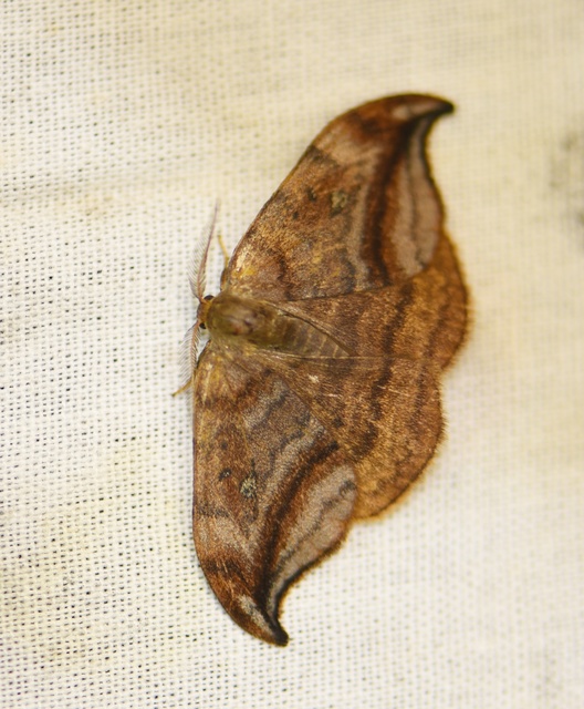 Drepana curvatula - égerfa-sarlósszövő
