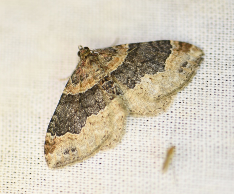 Xanthorhoe ferrugata - kerti tarkaaraszoló