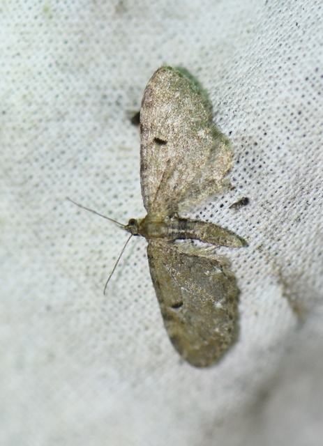 Eupithecia assimilata - komló-törpearaszoló