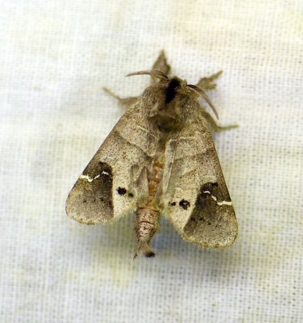 Clostera anachoreta - tarka levélszövő