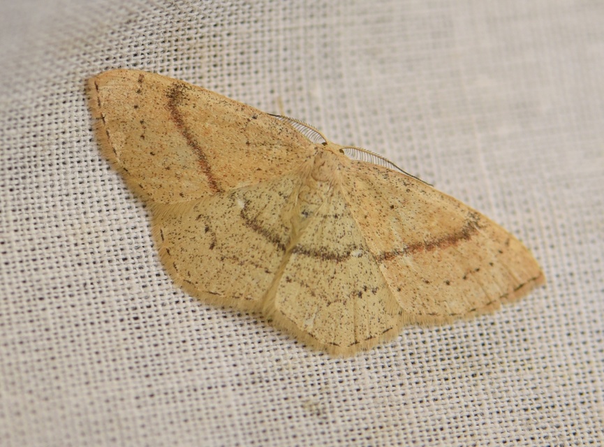 Cyclophora linearia - vonalas pettyesaraszoló