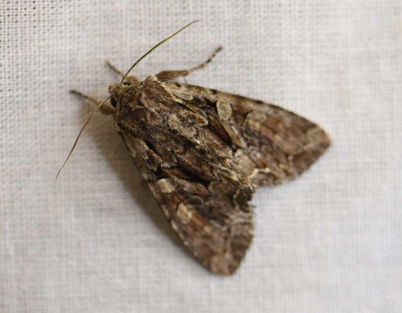 Lacanobia thalassina - borbolya-kertibagoly