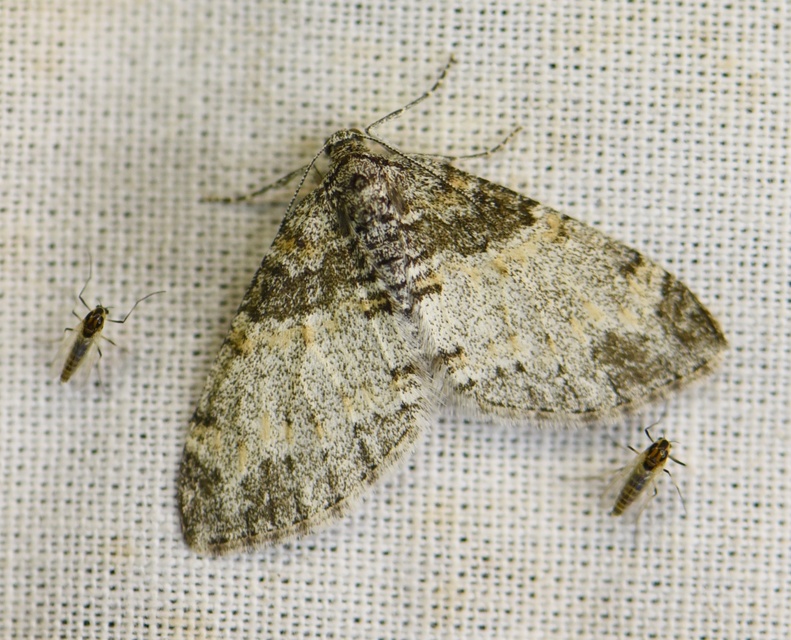 Lobophora halterata - szárnyfüggelékes araszoló