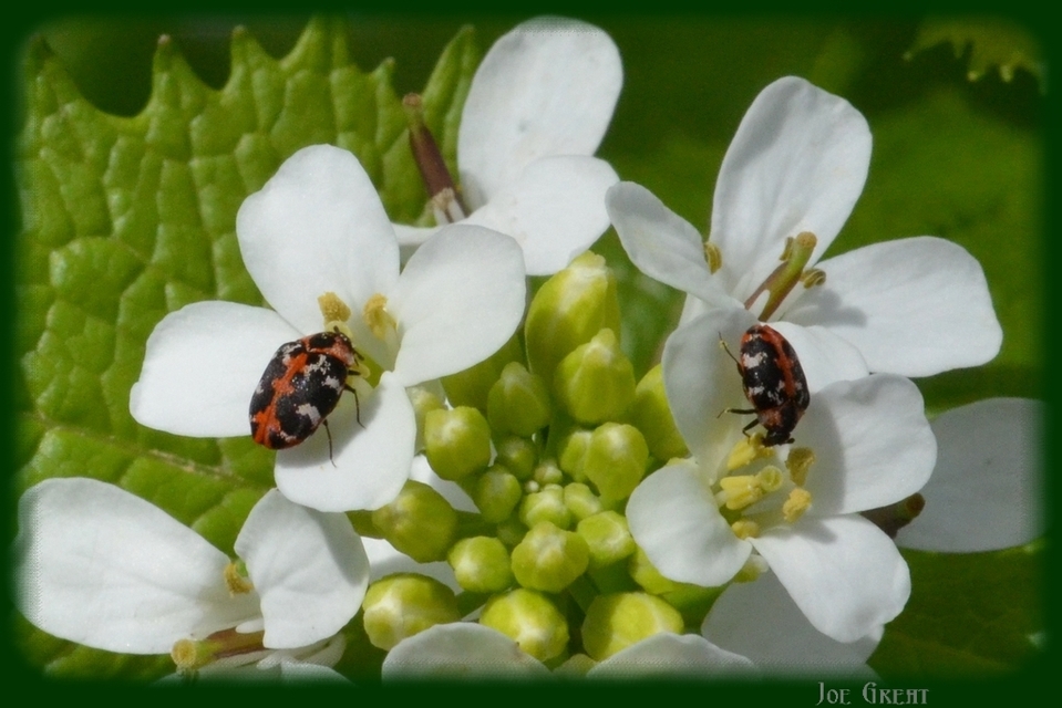 Anthrenus scrophulariae - nagy múzeumbogár