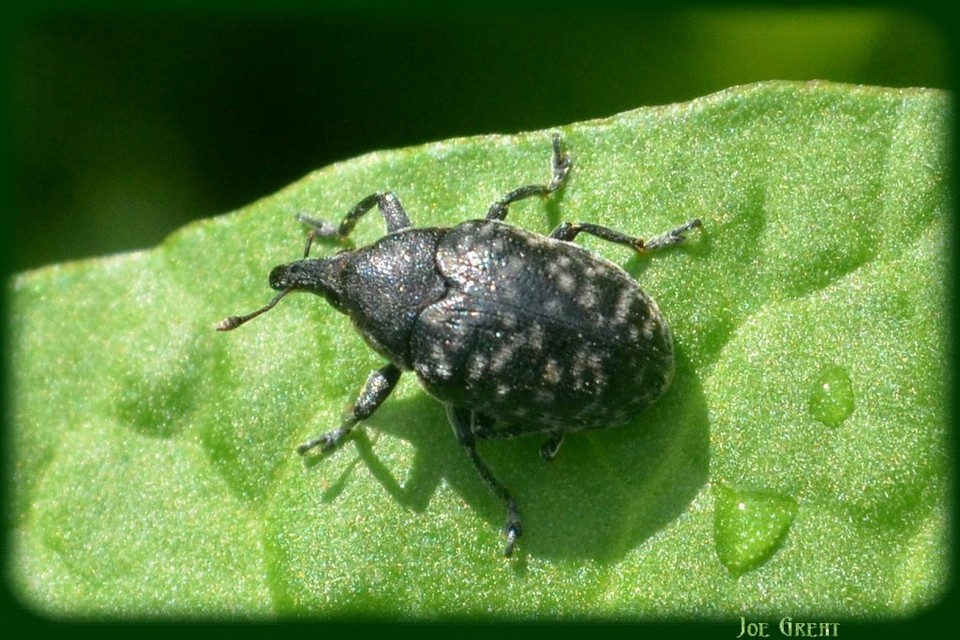 Larinus turbinatus - kúposorrú púderbarkó