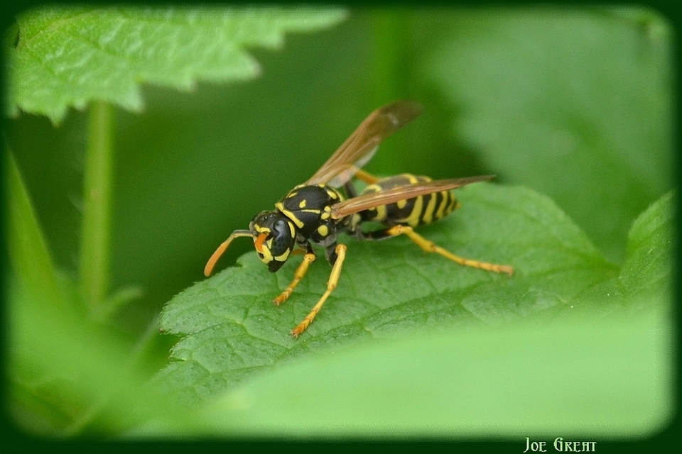 Hymenoptera - Hártyásszárnyúak