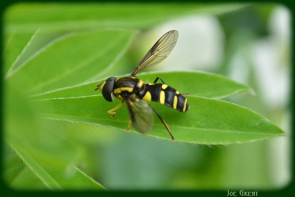 Xanthogramma