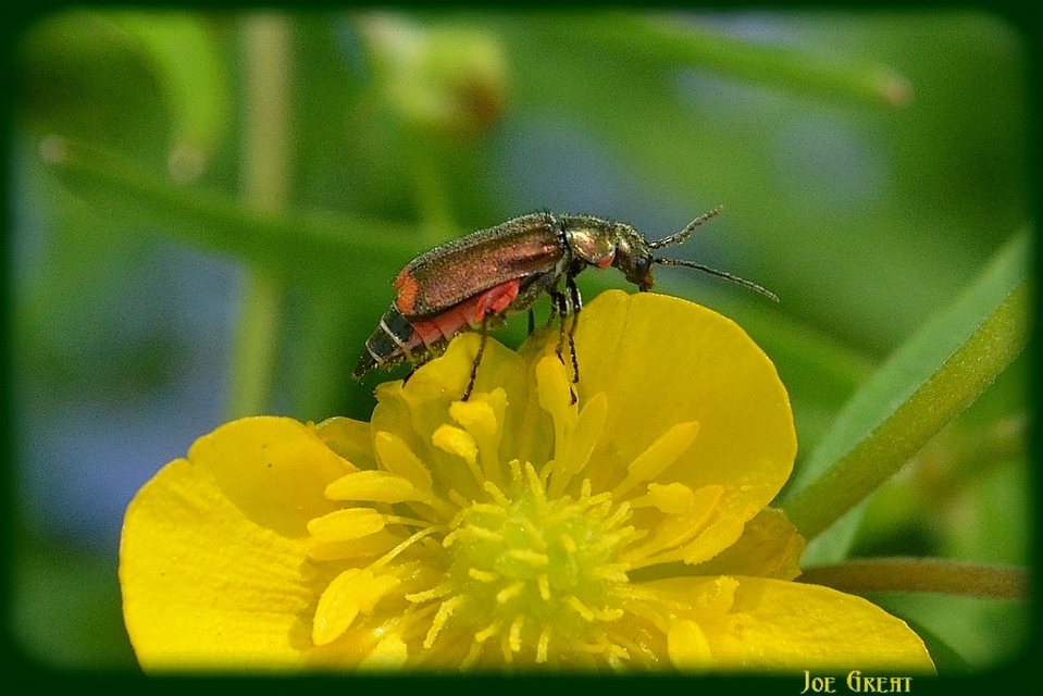 Malachius bipustulatus - kétfoltos bibircsesbogár