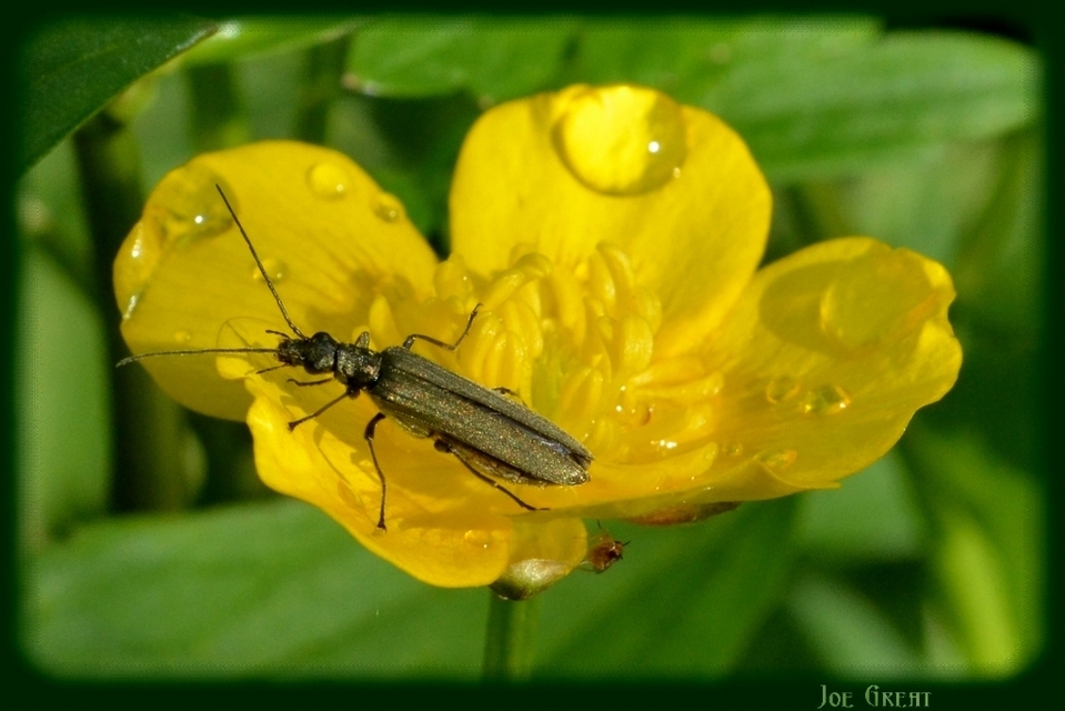 Oedemera