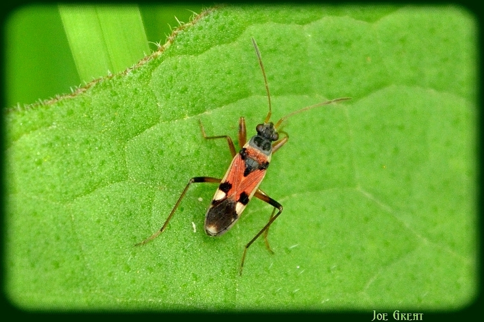 Beosus quadripunctatus - pettyes homokibodobács