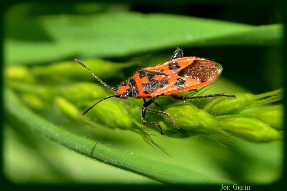 Corizus hyoscyami - piros karimáspoloska