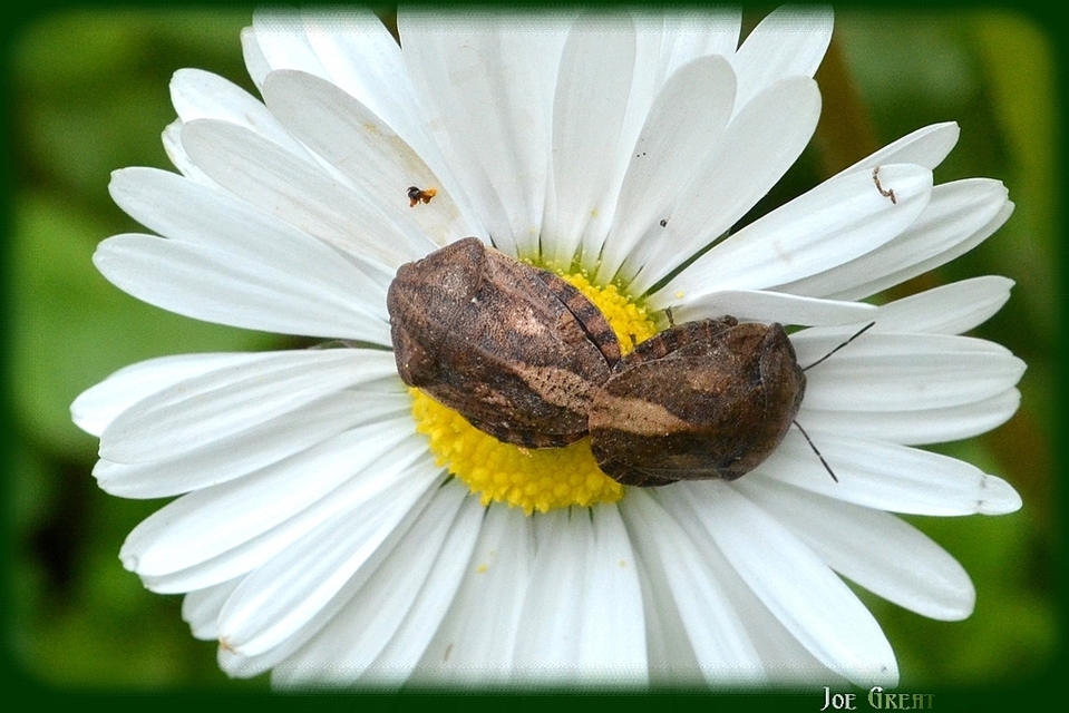 Heteroptera - Poloskák