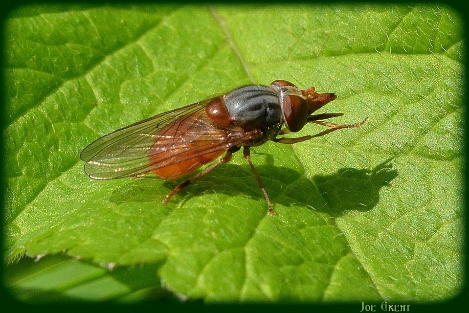 Rhingia rostrata - vörössárga csőröslégy