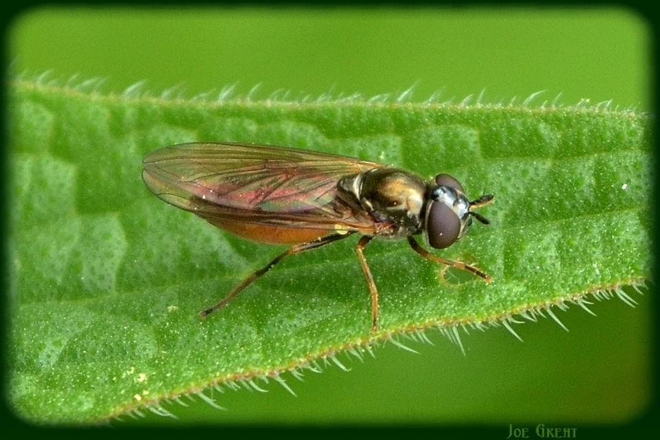 Syrphidae - zengőlegyek