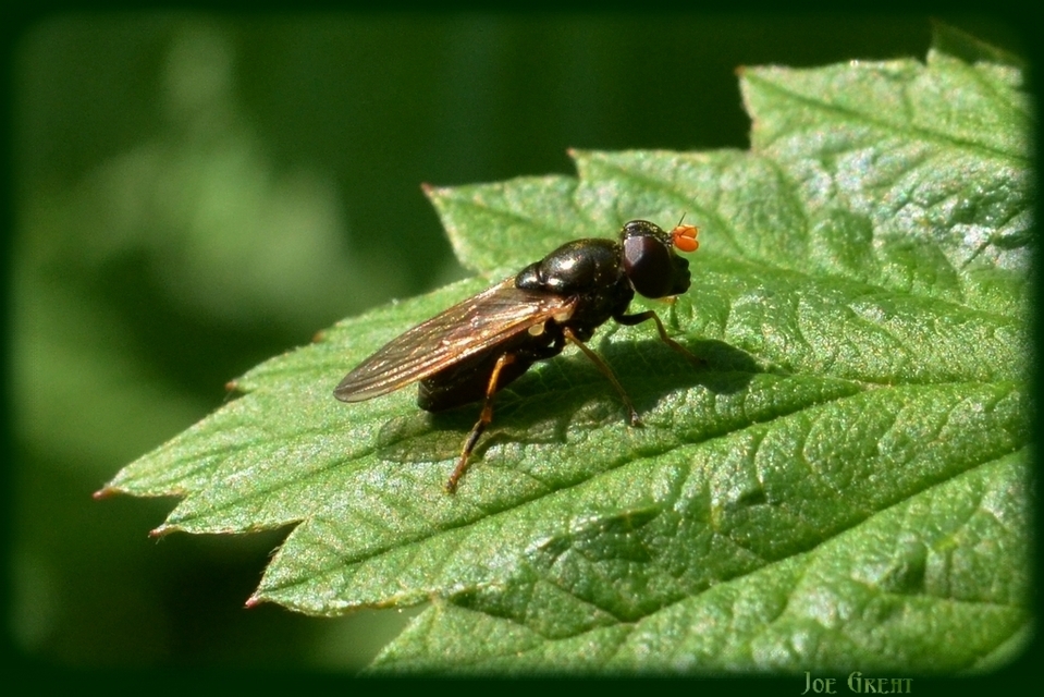 Cheilosia