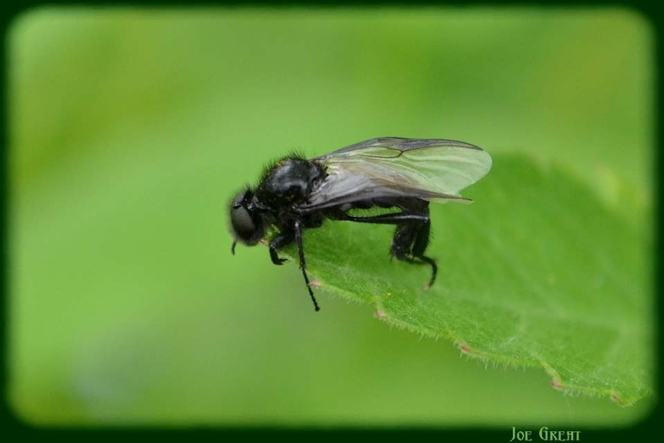 Bibionidae - bársonylegyek