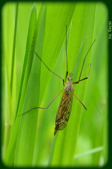 Diptera - Kétszárnyúak