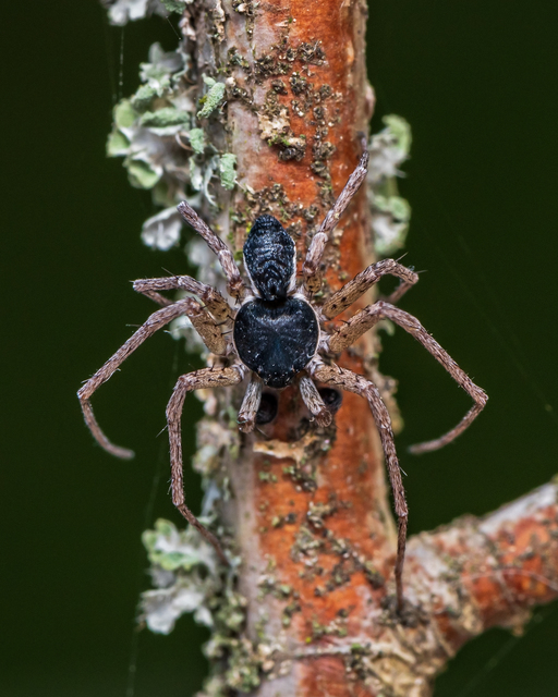 Philodromus dispar - lomb karolópók