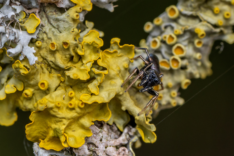 Heliophanus