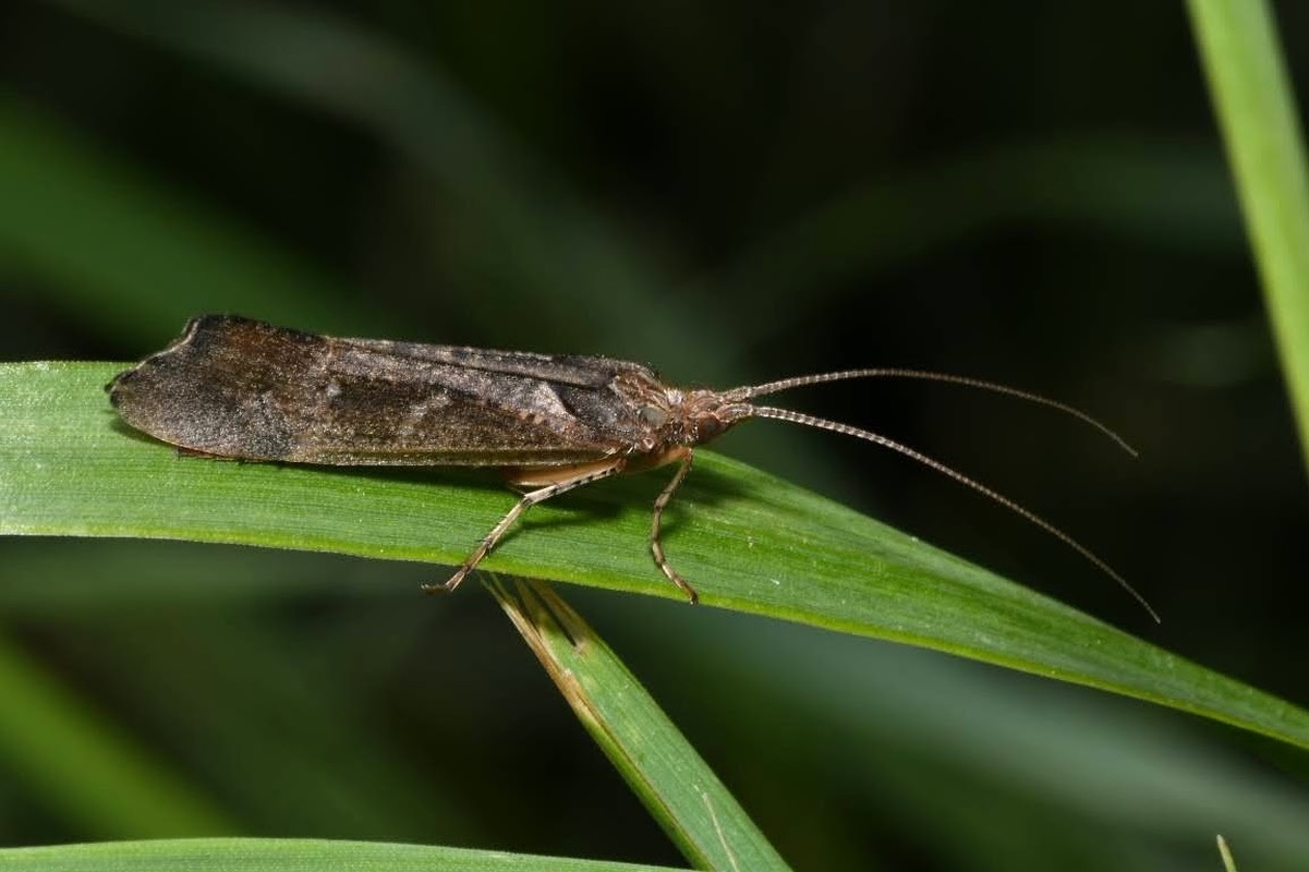 Glyphotaelius pellucidus