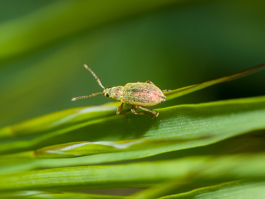 Phyllobius argentatus - ezüstös levélormányos