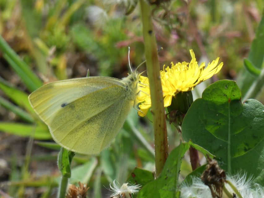 Pieris rapae - répalepke