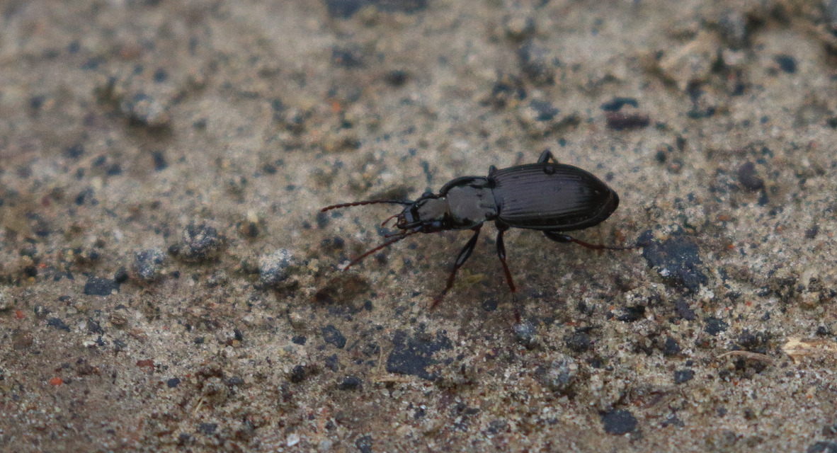 Pterostichus oblongopunctatus - gödörkés gyászfutó