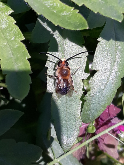 Eucera