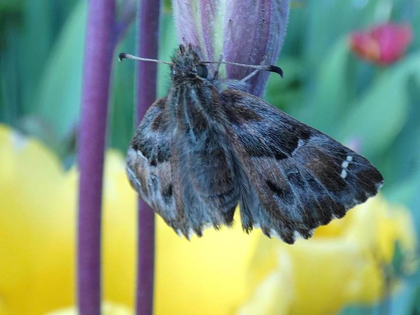 Carcharodus alceae - mályva-busalepke