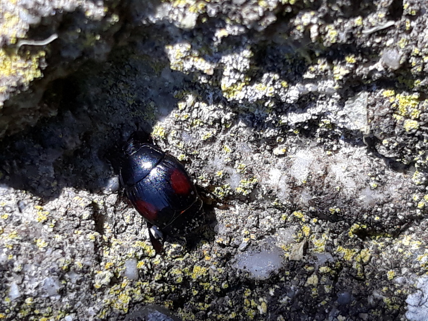 Margarinotus purpurascens - vöröslő sutabogár