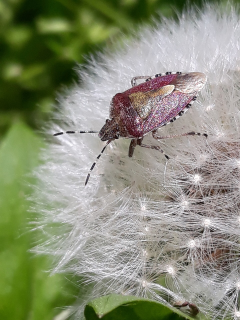 Dolycoris baccarum - közönséges bogyómászó-poloska