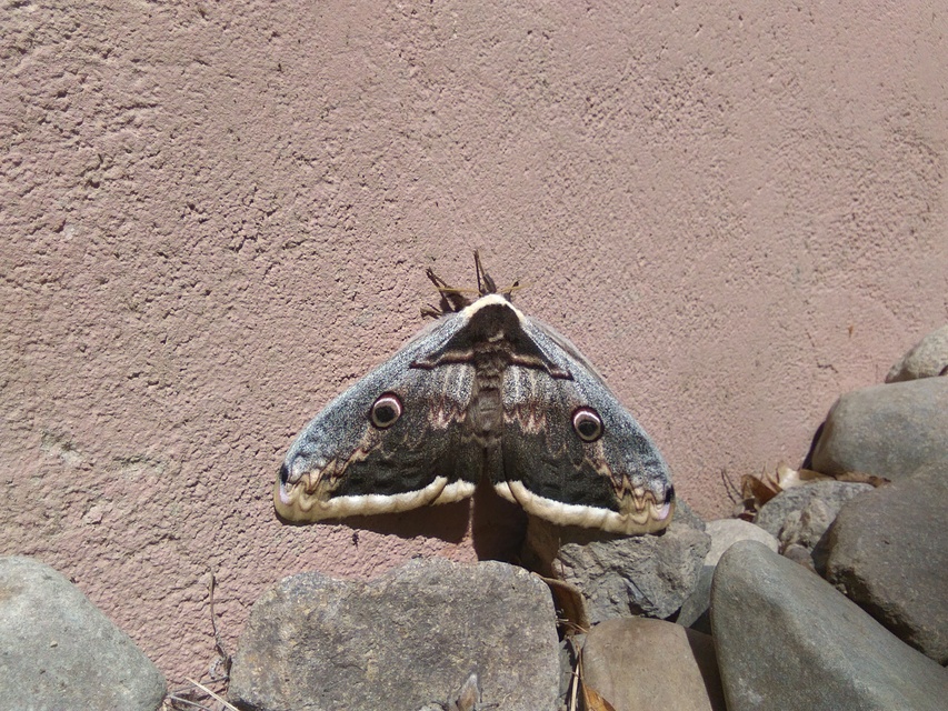 Saturnia pyri - nagy pávaszem