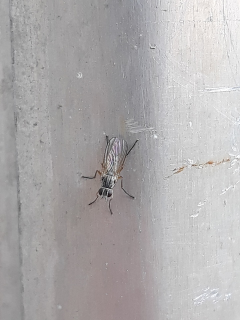 Coenosia