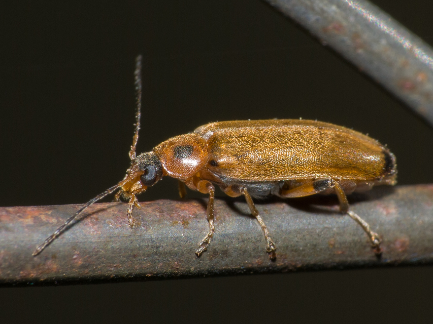 Osphya bipunctata - kétalakú komorka