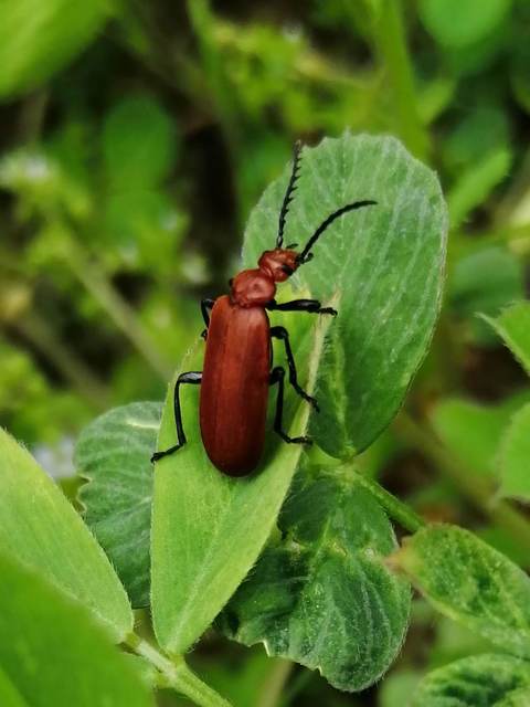 Pyrochroa serraticornis - közép-bíborbogár