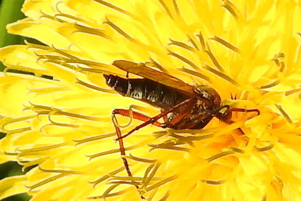 Empididae - táncoslegyek